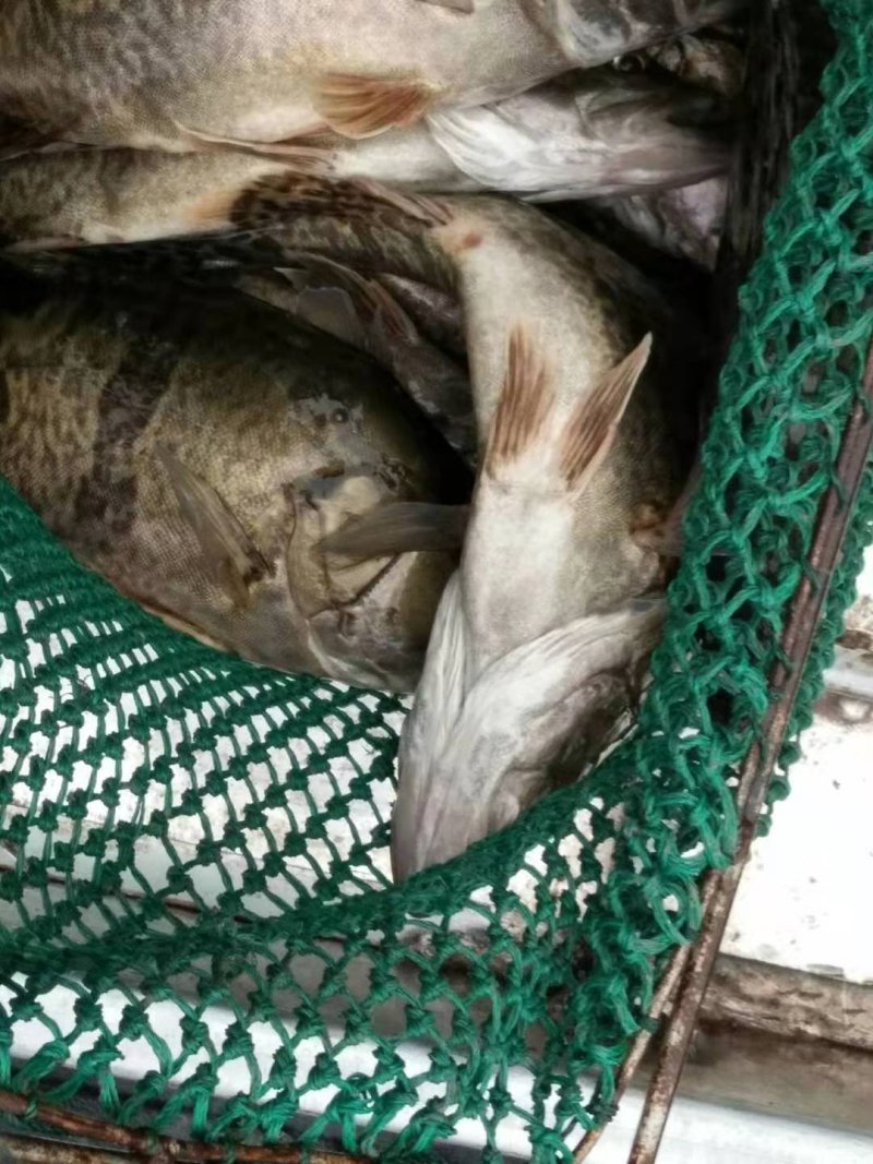 重庆优质桂鱼，产地直发，货源充足，质量保证