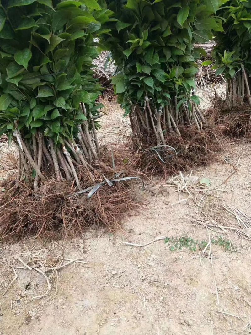 三华李苗基地直供/包成活率包技术指导/死苗断苗免费补发