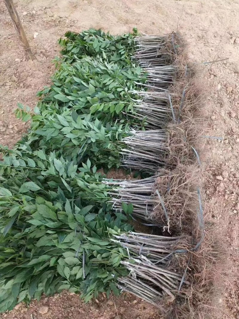 三华李苗基地直供/包成活率包技术指导/死苗断苗免费补发