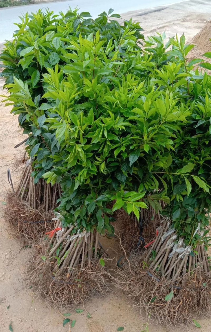 三华李苗基地直供/包成活率包技术指导/死苗断苗免费补发