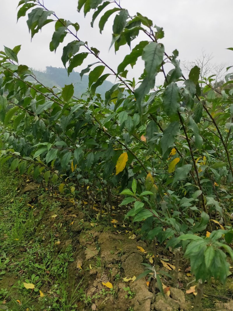 三华李苗基地直供/包成活率包技术指导/死苗断苗免费补发