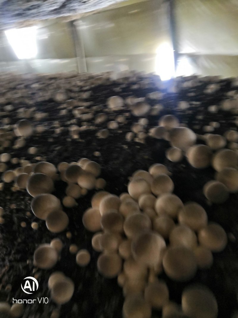 草菇干货干草菇