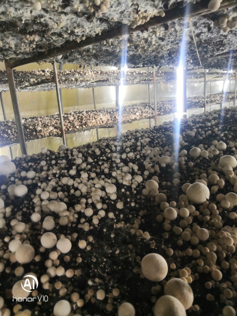 草菇干货干草菇