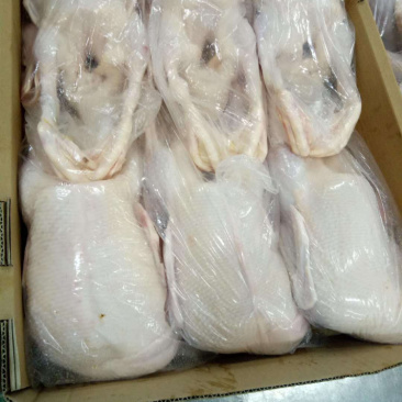 白鸭肉