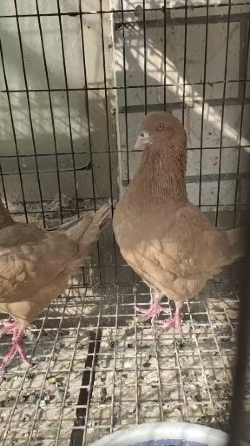 元宝鸽观赏元宝鸽大体，包邮，保证品质，一手货源，