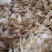 花胶鱼肚《单中号170个一斤》长期大量批发，量大从优
