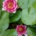 睡莲碗莲，万维莎，科罗拉多，彩叶，38元10颗，包邮！