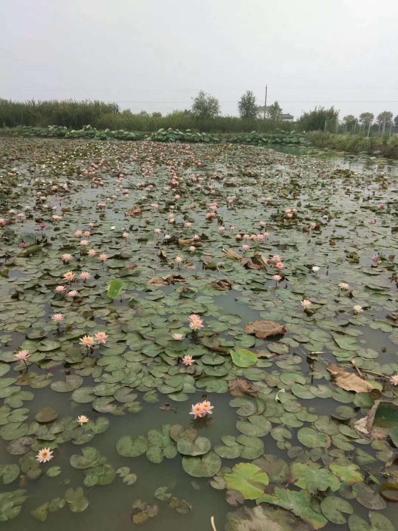 睡莲碗莲，万维莎，科罗拉多，彩叶，38元10颗，包邮！