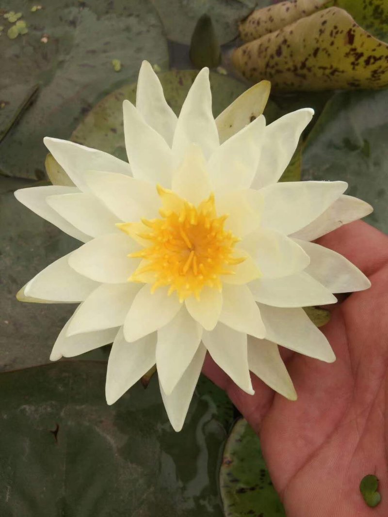 睡莲碗莲，万维莎，科罗拉多，彩叶，38元10颗，包邮！