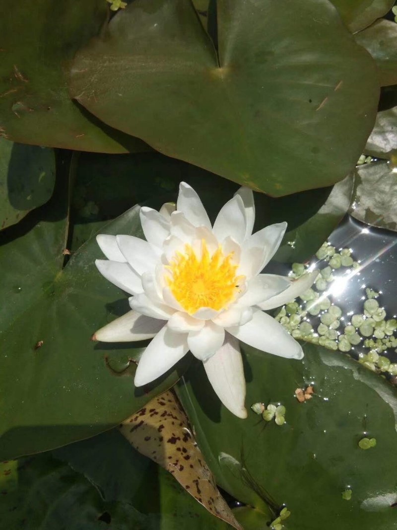 睡莲碗莲，万维莎，科罗拉多，彩叶，38元10颗，包邮！