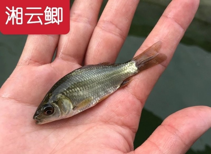 草鱼苗出售各种名优鱼苗可送货上门货到付款，量大从优