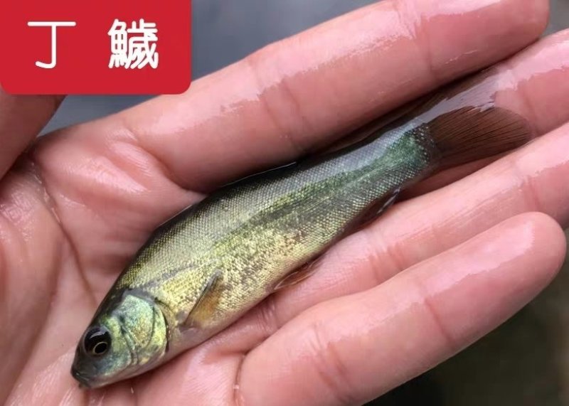 草鱼苗出售各种名优鱼苗可送货上门货到付款，量大从优