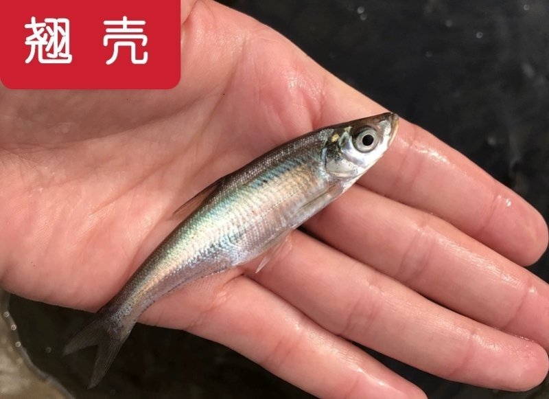草鱼苗出售各种名优鱼苗可送货上门货到付款，量大从优