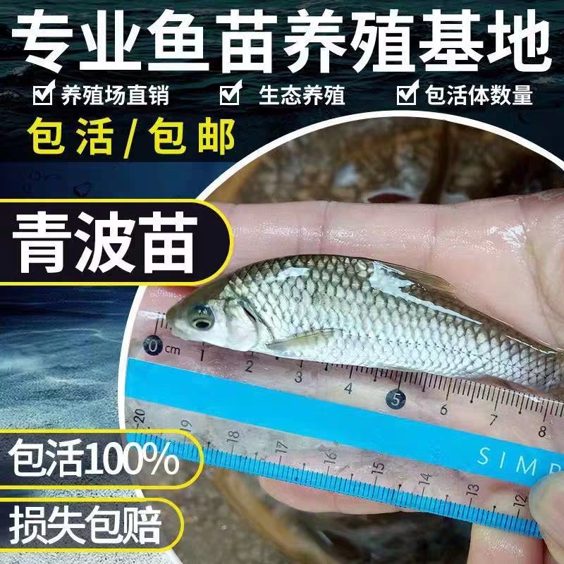 草鱼苗出售各种名优鱼苗可送货上门货到付款，量大从优