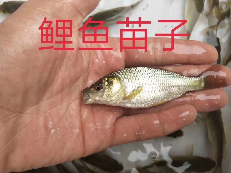 草鱼苗出售各种名优鱼苗可送货上门货到付款，量大从优