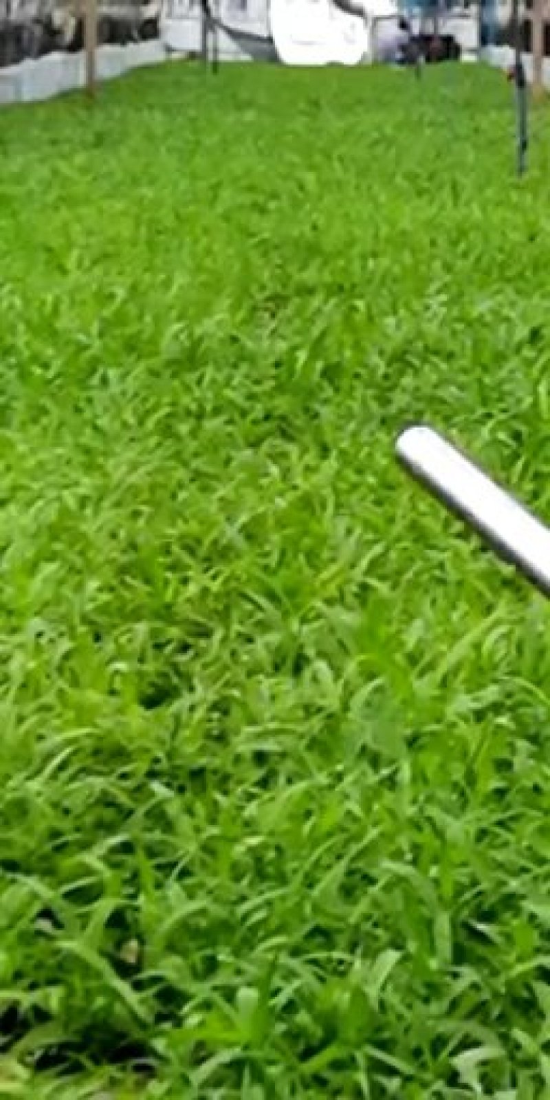 紫花三叉大白芨苗，包成活，，包教技术，负责联系收购，，欢
