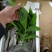 紫花三叉大白芨苗，包成活，，包教技术，负责联系收购，，欢
