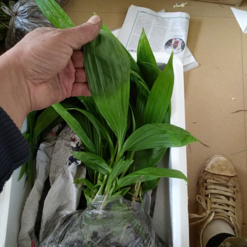 紫花三叉大白芨苗，包成活，，包教技术，负责联系收购，，欢