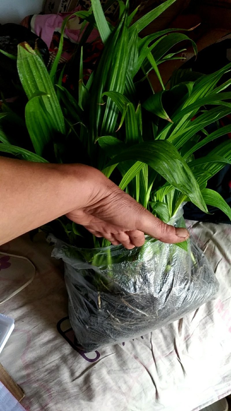 紫花三叉大白芨苗，包成活，，包教技术，负责联系收购，，欢