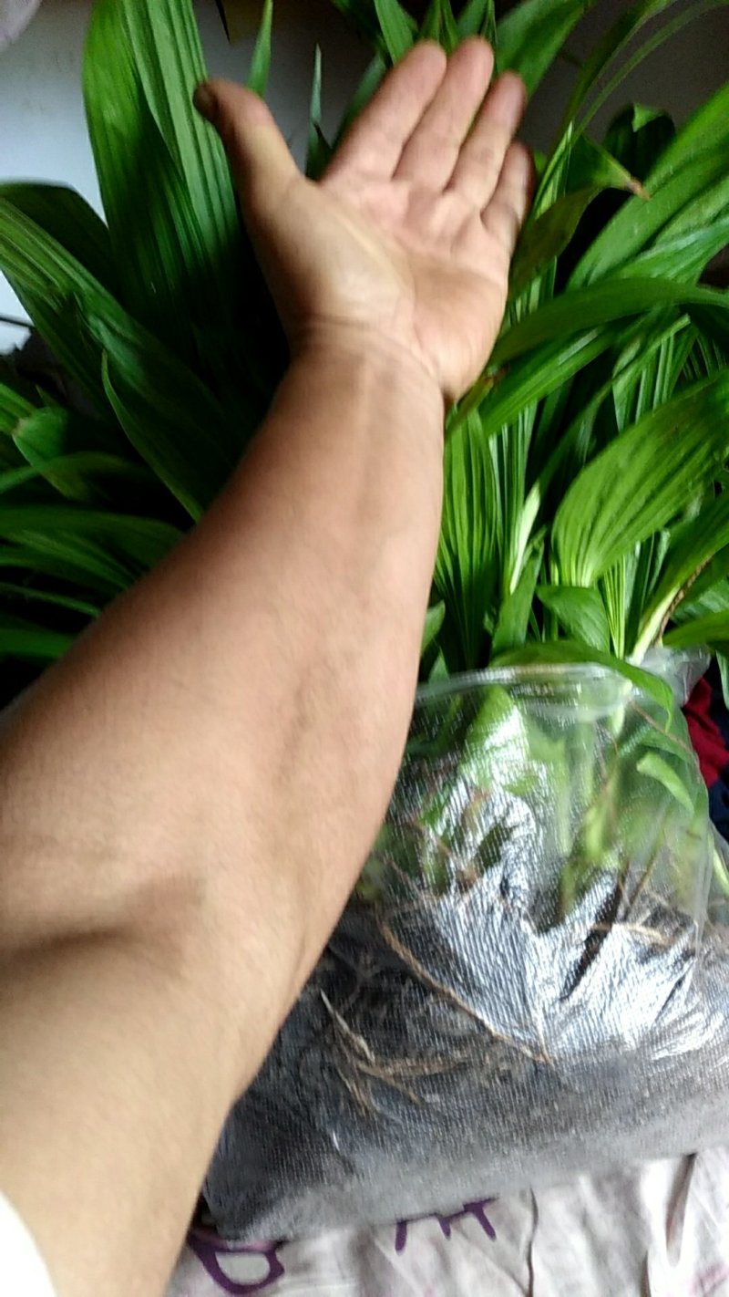紫花三叉大白芨苗，包成活，，包教技术，负责联系收购，，欢