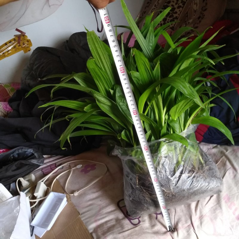 紫花三叉大白芨苗，包成活，，包教技术，负责联系收购，，欢