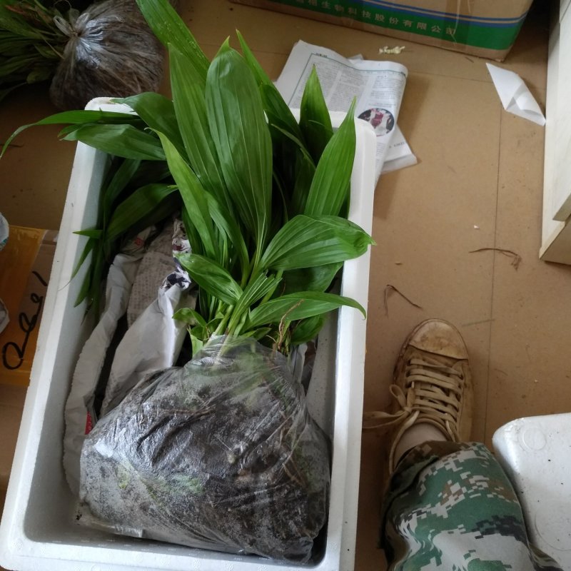 紫花三叉大白芨苗，包成活，，包教技术，负责联系收购，，欢