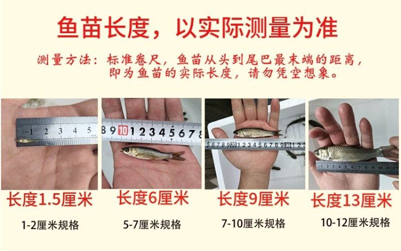 鱼苗常年出售各种名优鱼苗鱼场直供保证品质量大从优