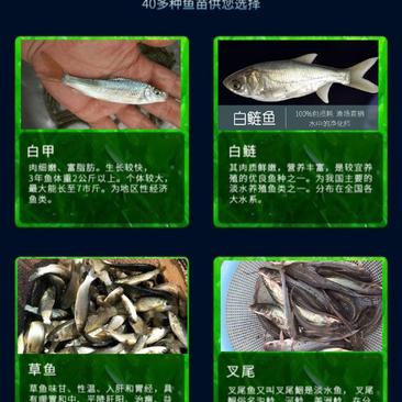 鱼苗常年出售各种名优鱼苗鱼场直供保证品质量大从优