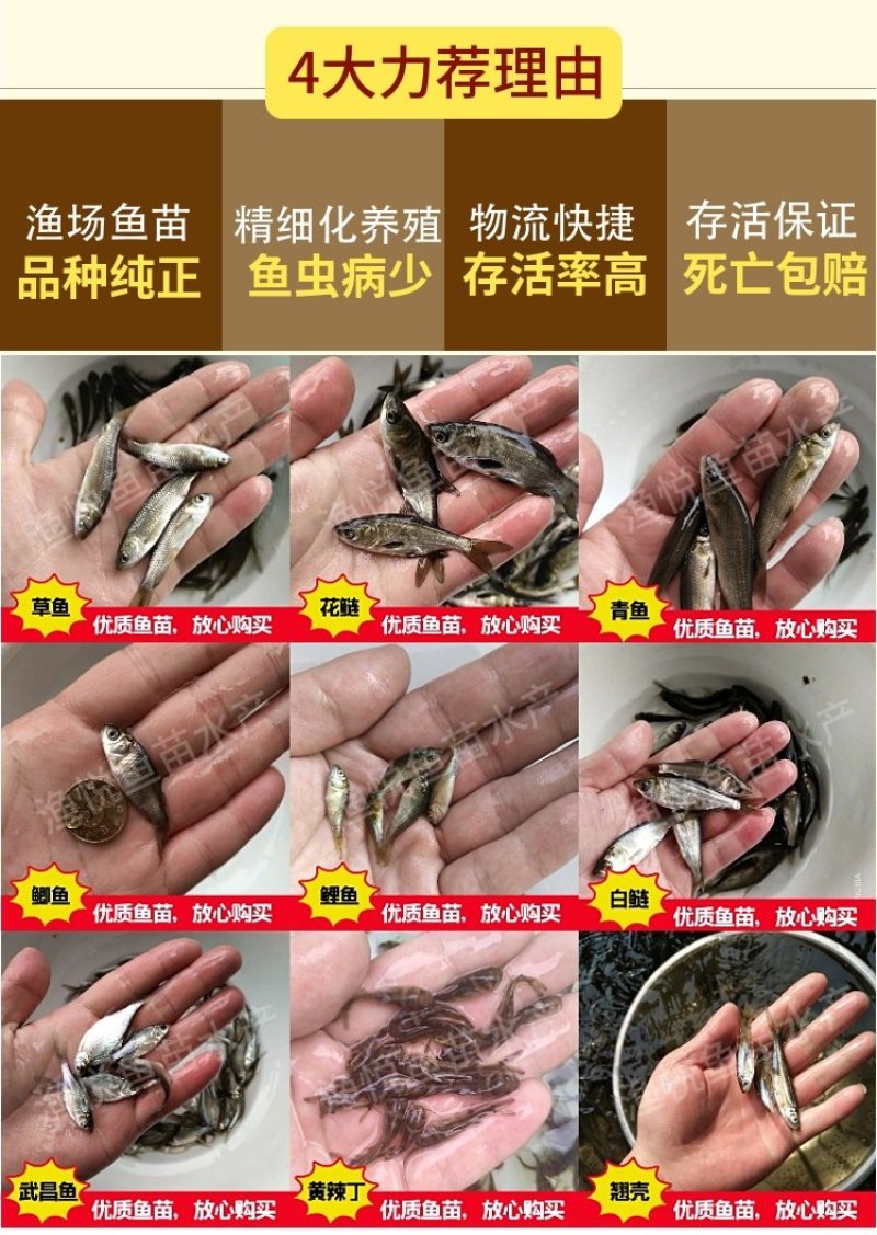 鱼苗常年出售各种名优鱼苗鱼场直供保证品质量大从优