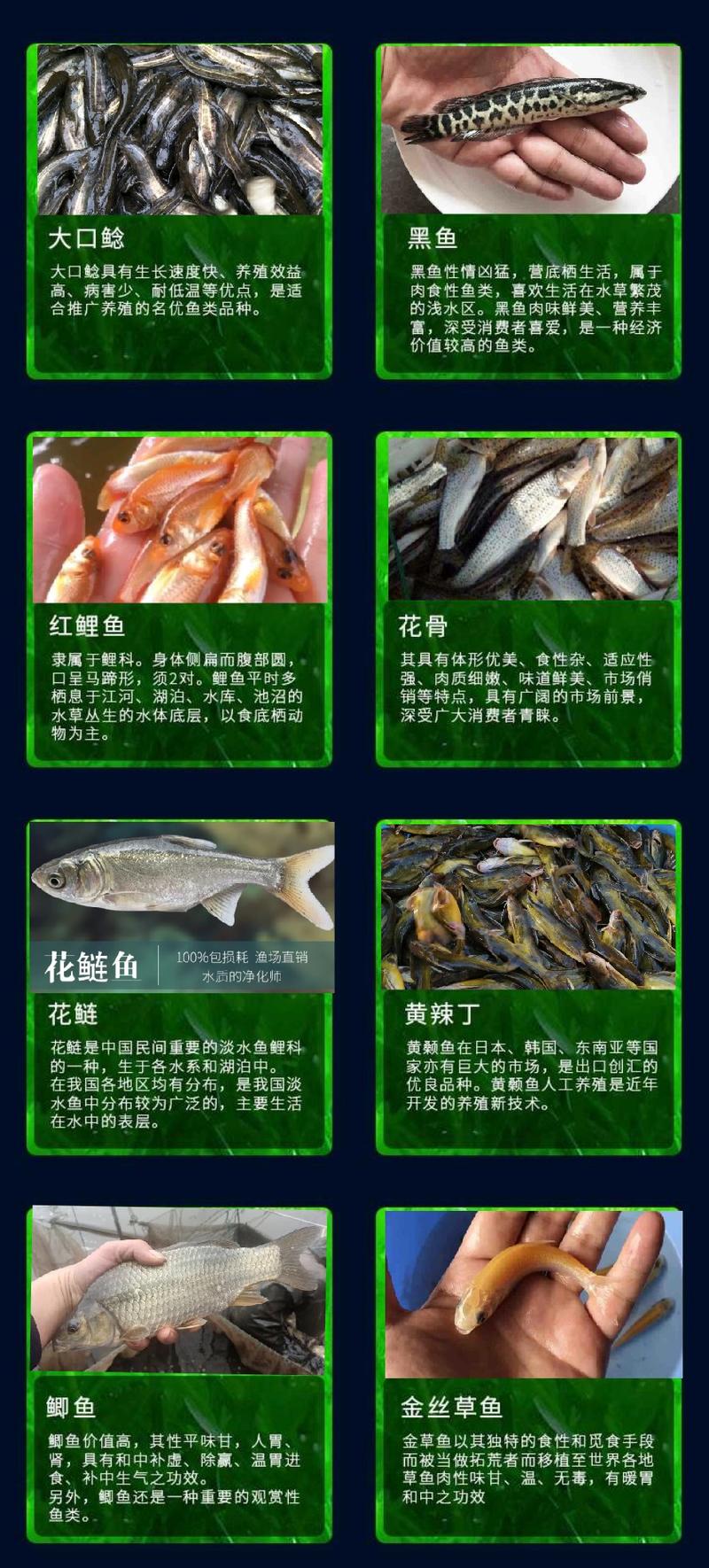 鱼苗常年出售各种名优鱼苗鱼场直供保证品质量大从优