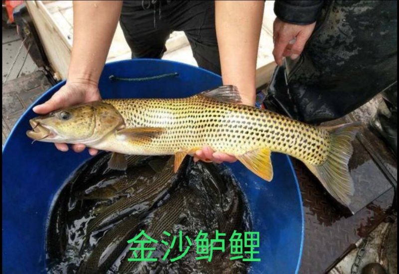 鱼苗常年出售各种名优鱼苗鱼场直供保证品质量大从优
