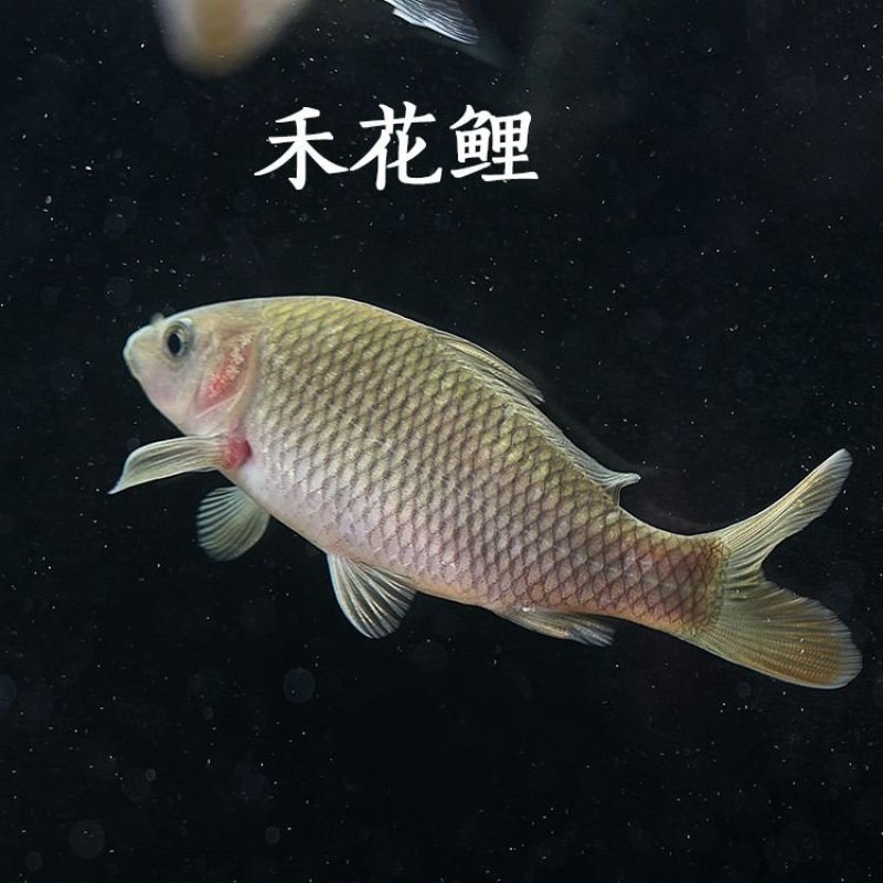 鱼苗常年出售各种名优鱼苗鱼场直供保证品质量大从优
