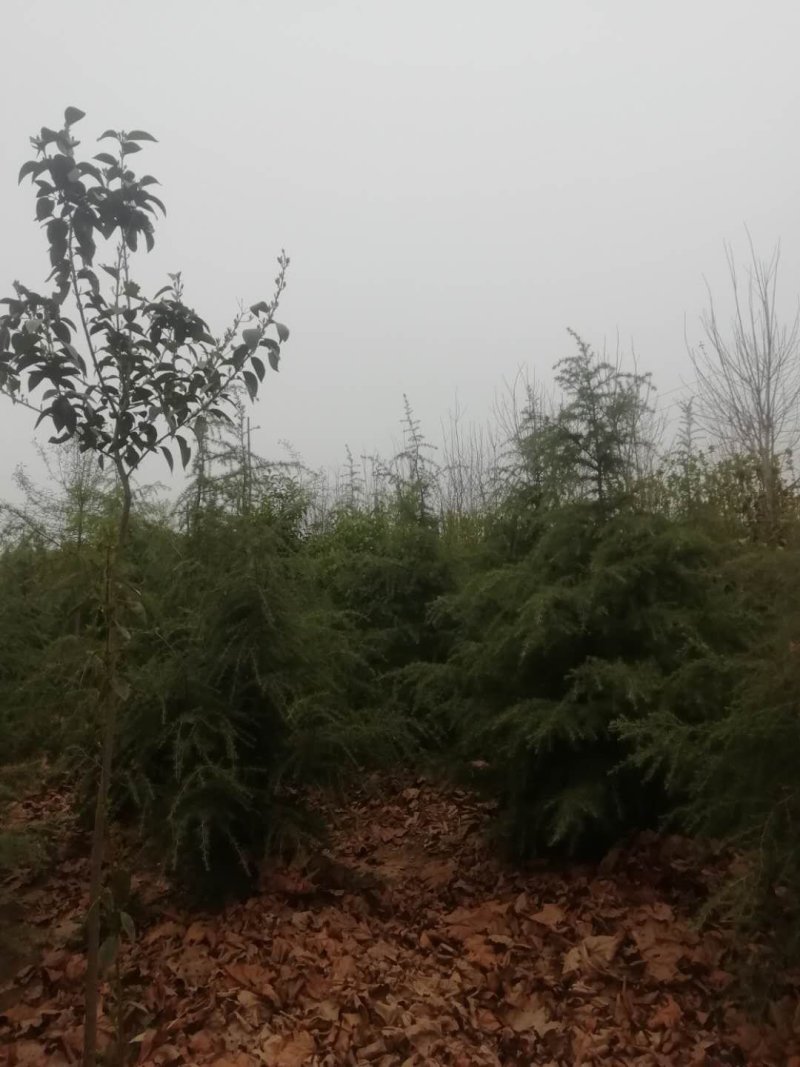 花卉苗木