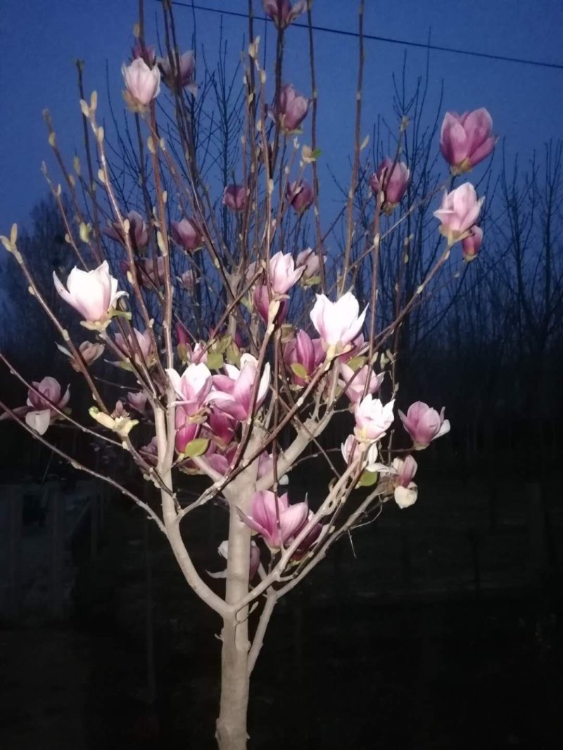 花卉苗木