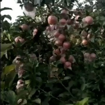 河南特产