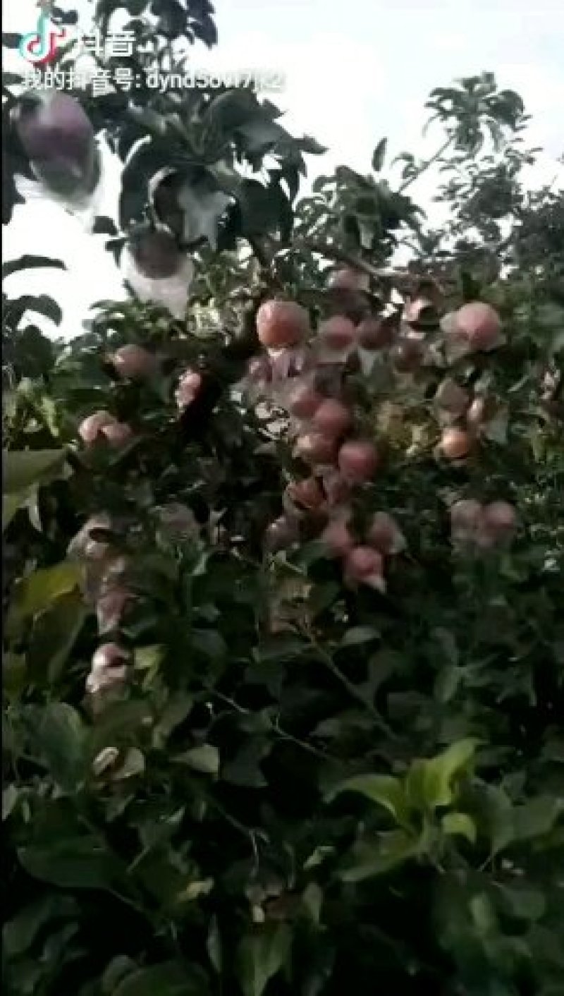 河南特产