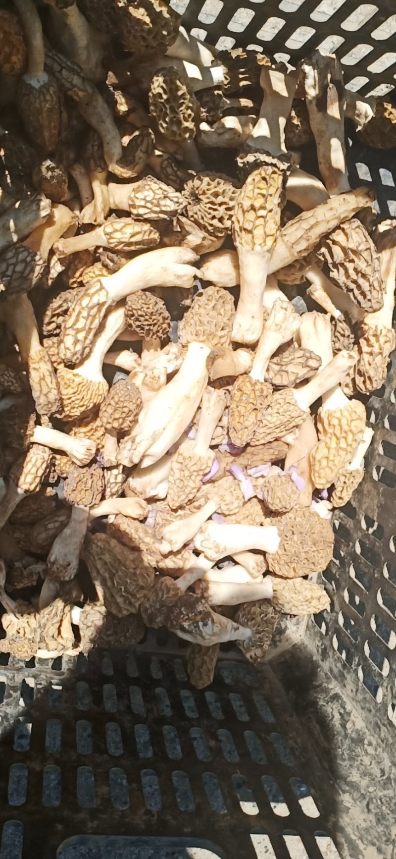 湖北武当丹江口老农釆摘野生羊肚菌