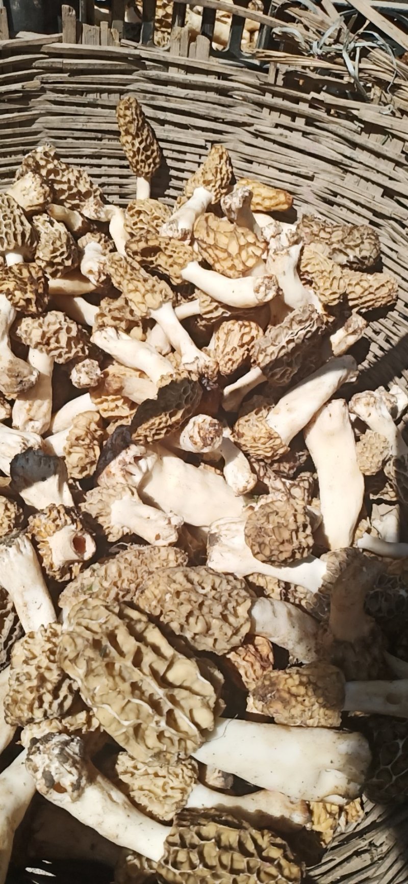 湖北武当丹江口老农釆摘野生羊肚菌