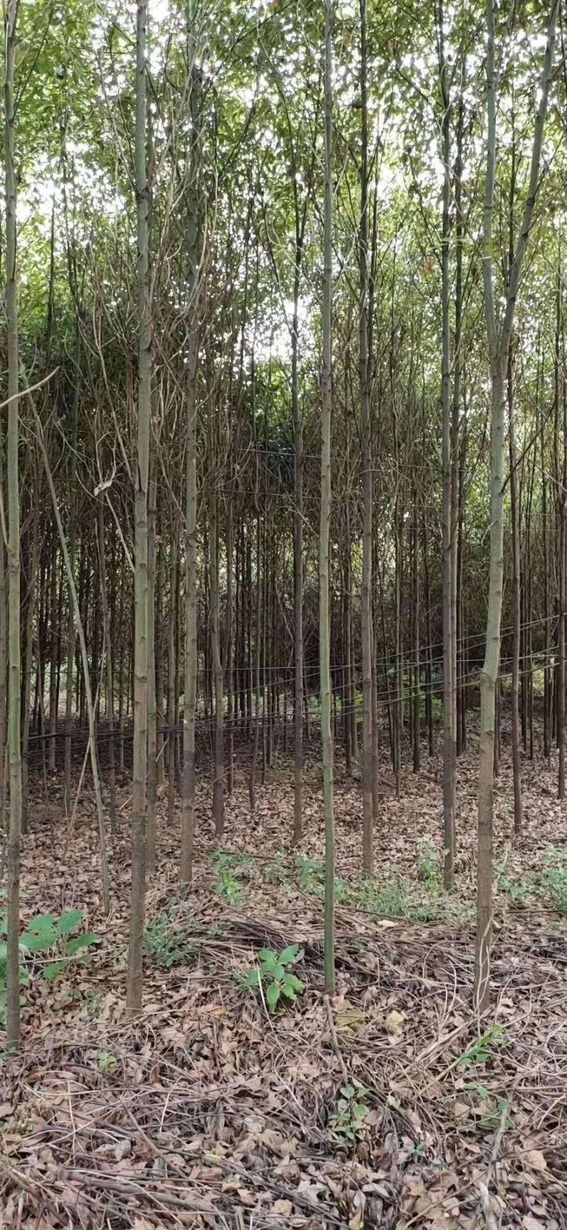 5-6-7-8公分香樟