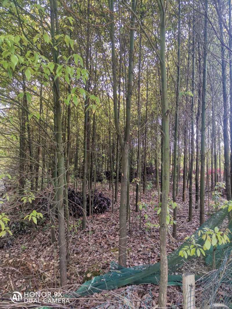 5-6-7-8公分香樟