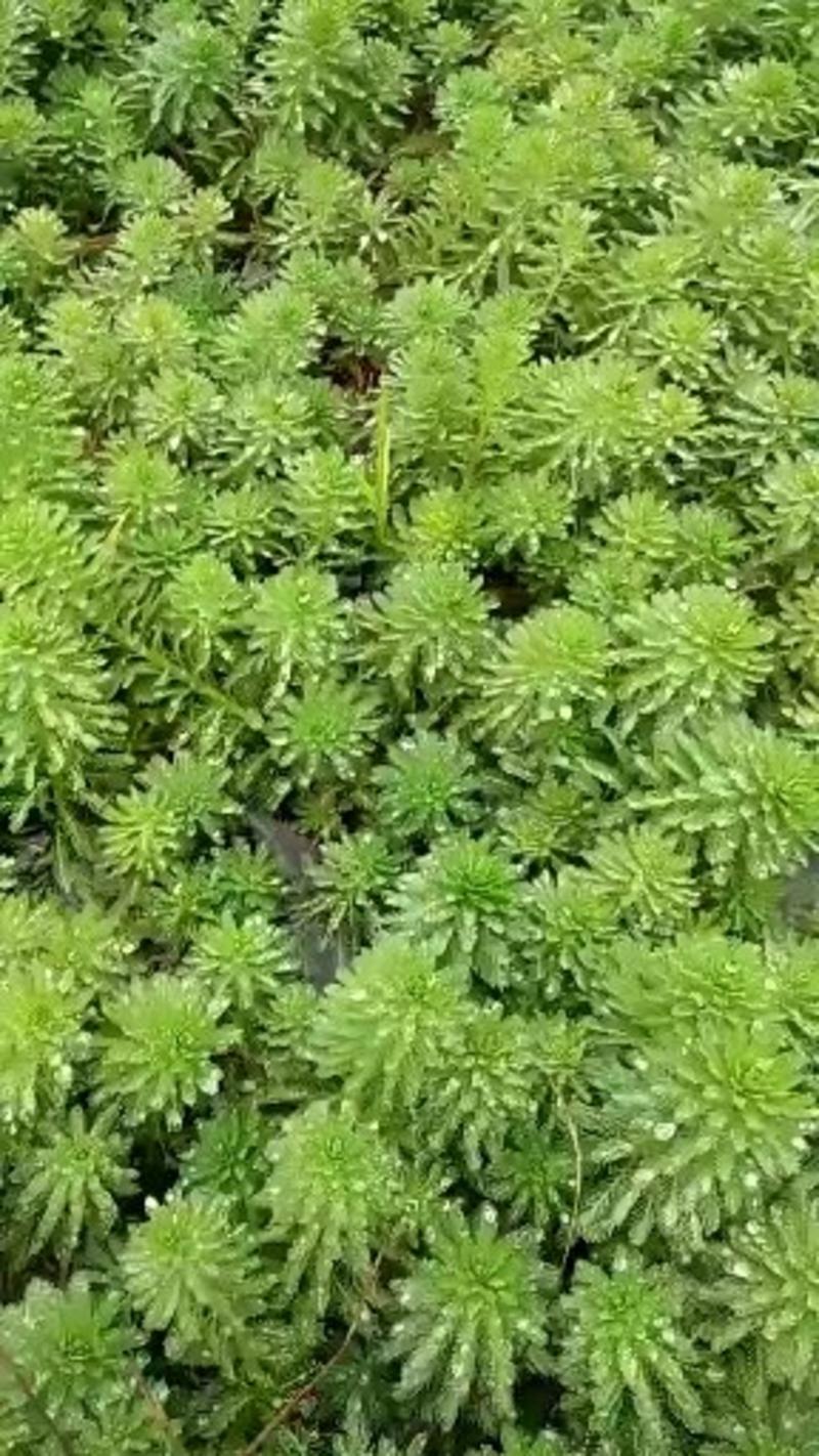 狐尾藻.粉绿狐尾藻.四季可栽种.大量有货