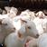 白山羊，杜泊绵羊养殖场波尔山羊奶山羊养殖场