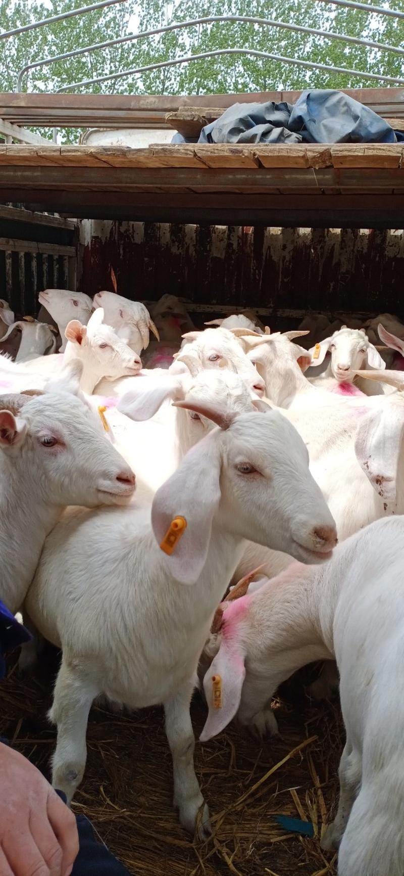 白山羊，杜泊绵羊养殖场波尔山羊奶山羊养殖场
