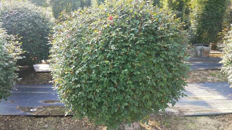 80公分月季花球造型月季各种月季造型月季球