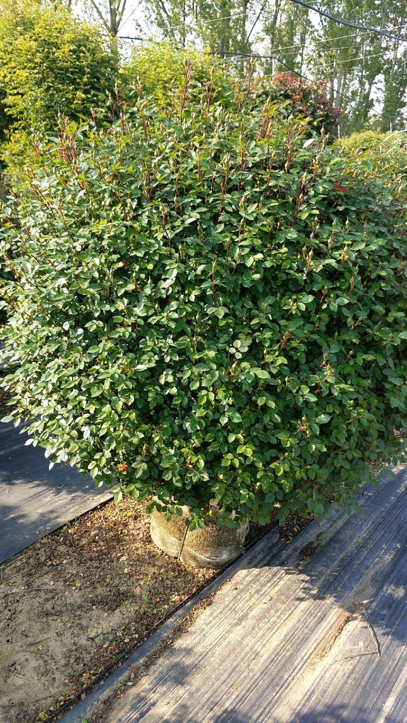 80公分月季花球造型月季各种月季造型月季球