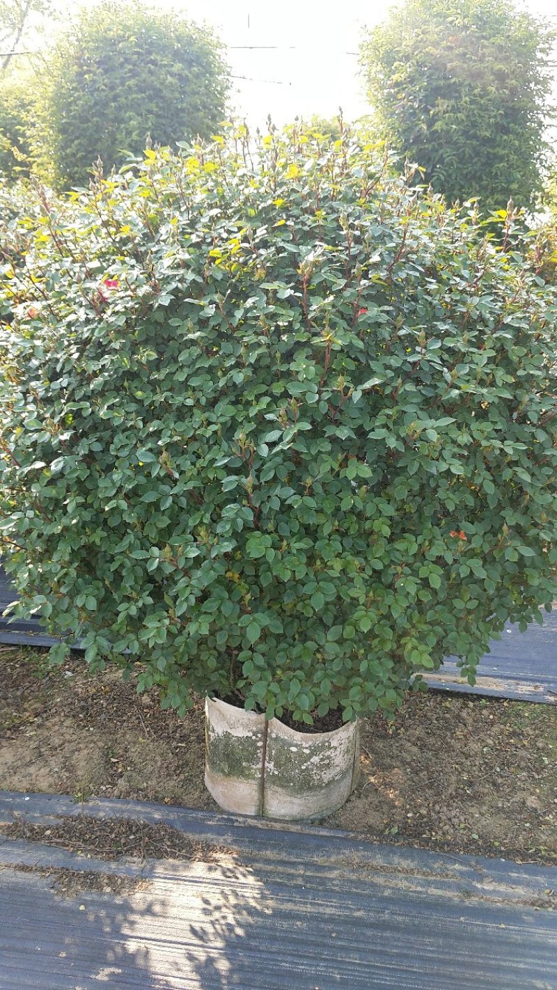 80公分月季花球造型月季各种月季造型月季球