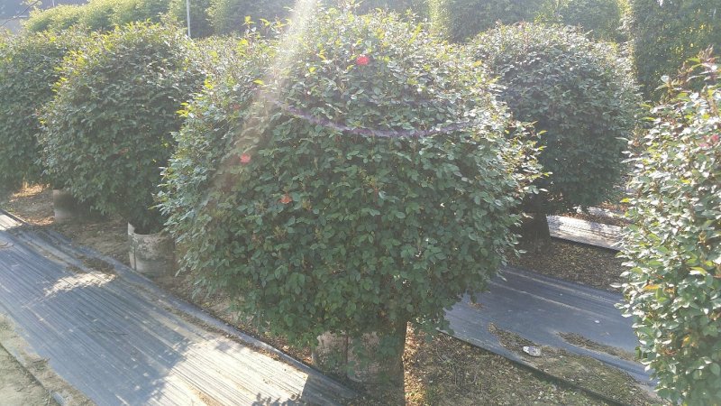 80公分月季花球造型月季各种月季造型月季球