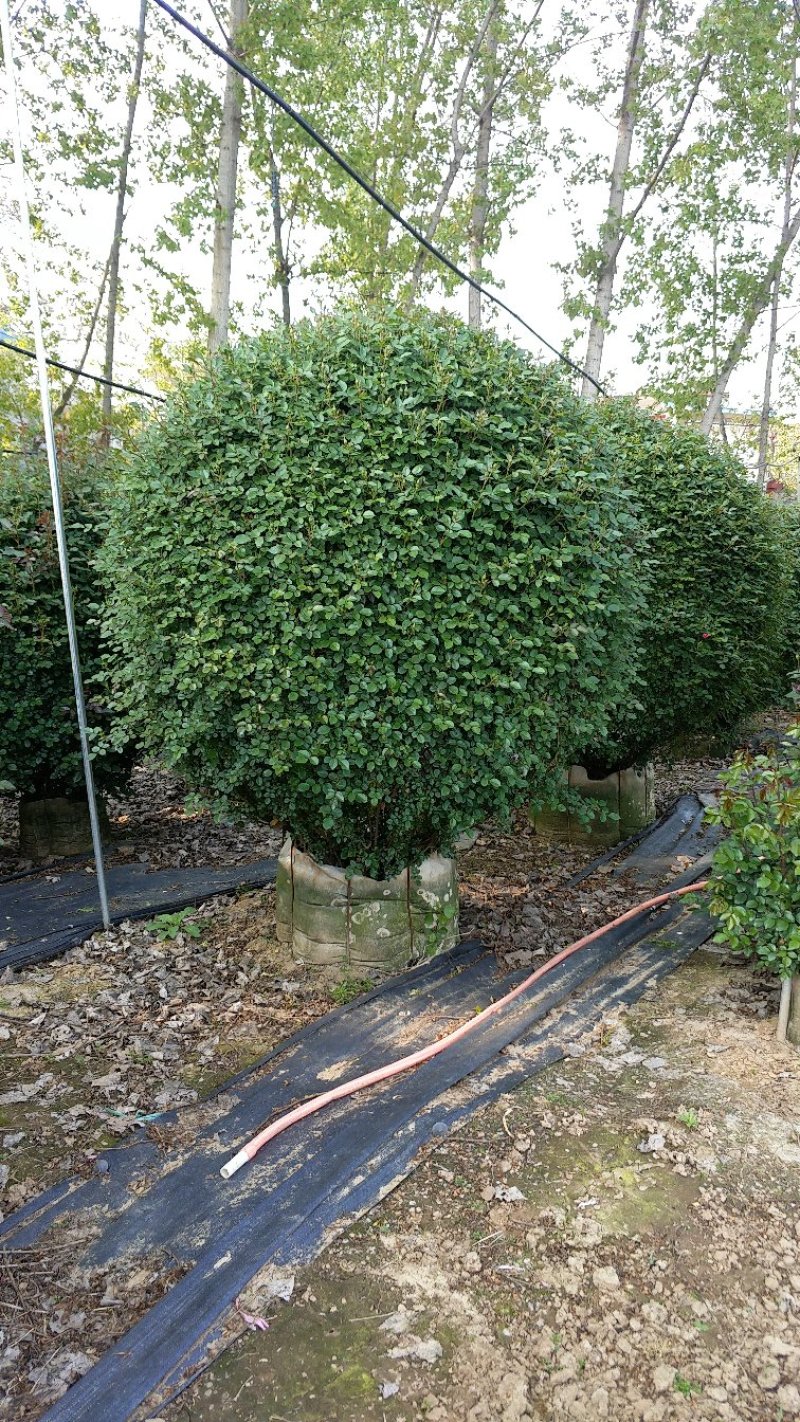 80公分月季花球造型月季各种月季造型月季球