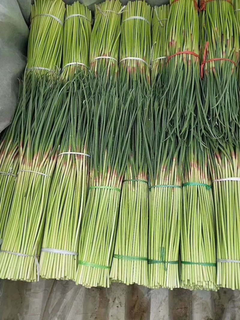 精品蒜薹冷库大量出库发市场走超市提供各种包装