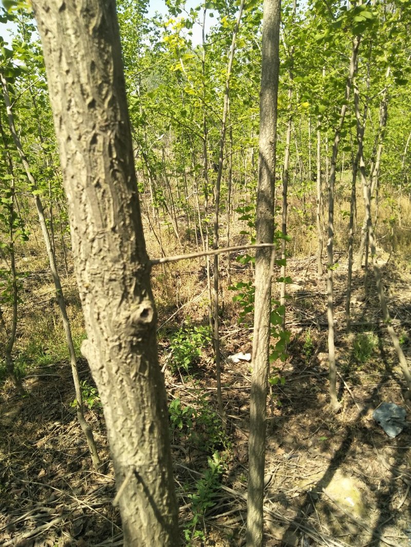银杏树，白果树，绿化银杏树，漯河银杏树，河南银杏树。